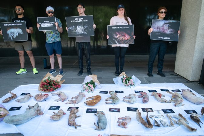 Animal rights activists attending the Rally For Pigs 2025