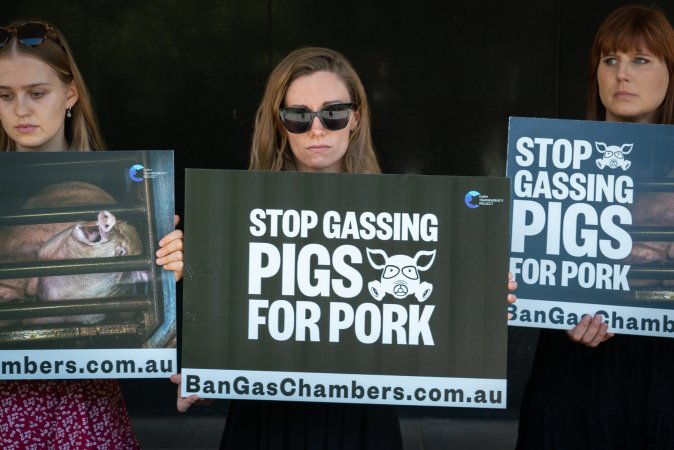 Animal rights activists attending the Rally For Pigs 2025