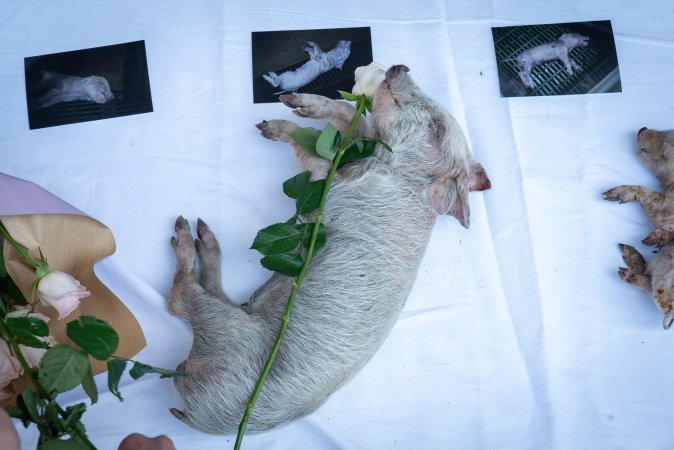 Animal rights activists attending the Rally For Pigs 2025
