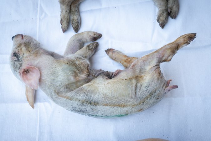 Animal rights activists attending the Rally For Pigs 2025
