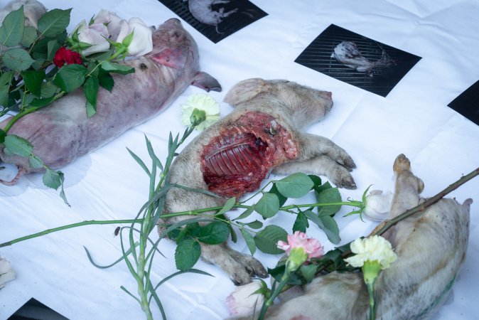 Animal rights activists attending the Rally For Pigs 2025