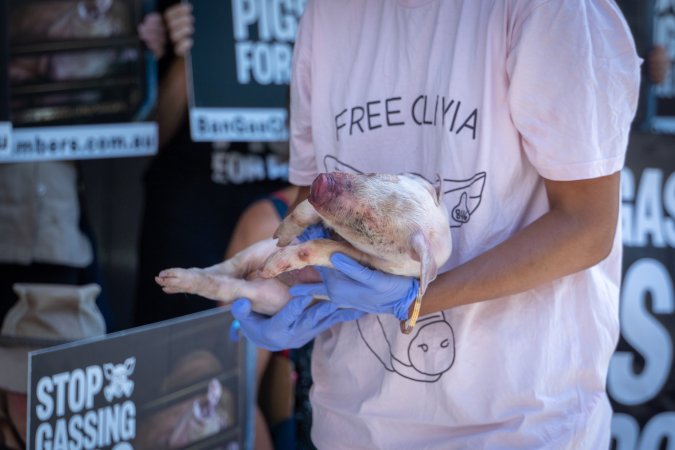 Animal rights activists attending the Rally For Pigs 2025