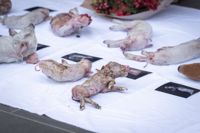 Animal rights activists attending the Rally For Pigs 2025