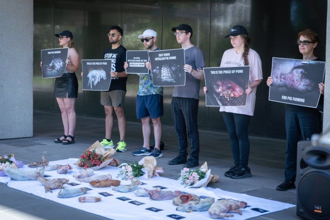 Animal rights activists attending the Rally For Pigs 2025