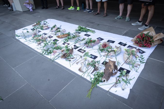 Animal rights activists attending the Rally For Pigs 2025