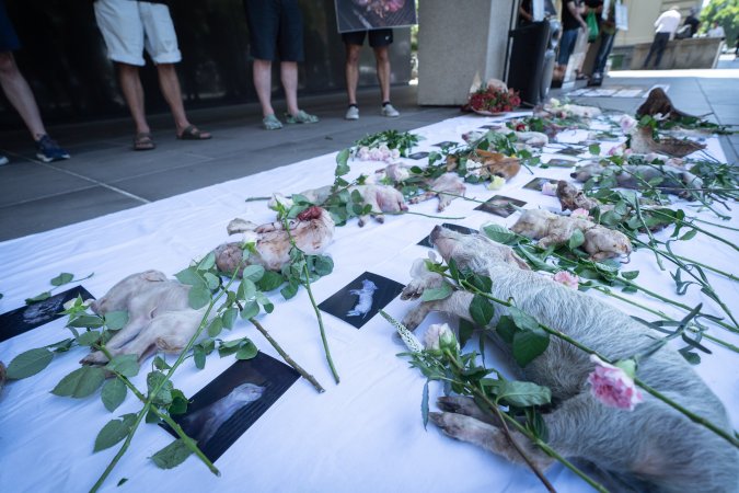 Animal rights activists attending the Rally For Pigs 2025