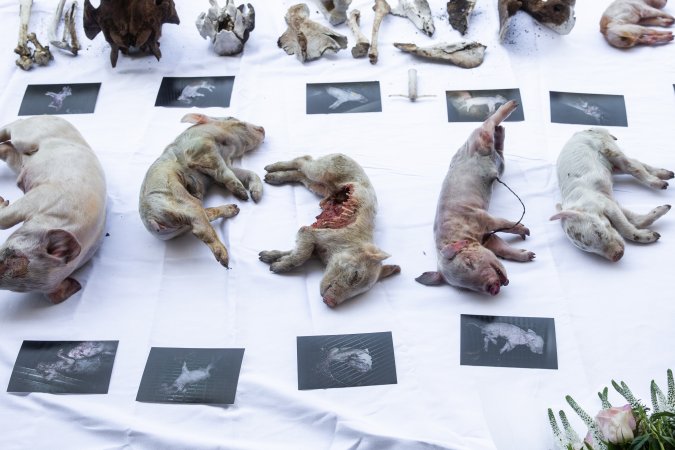 Animal rights activists attending the Rally For Pigs 2025