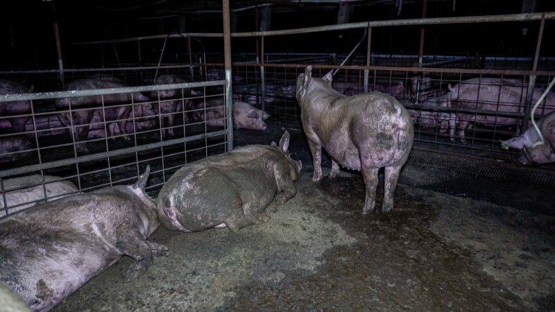 Sows in group housing