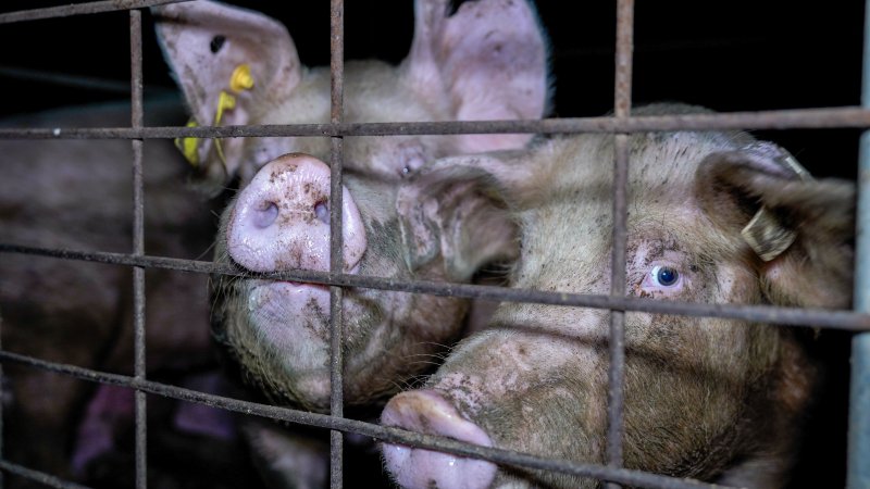 Pigs in group housing