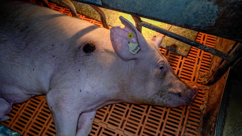 Injured sow in farrowing crate