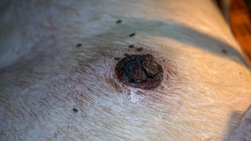 A sow with a fly infested pressure sore