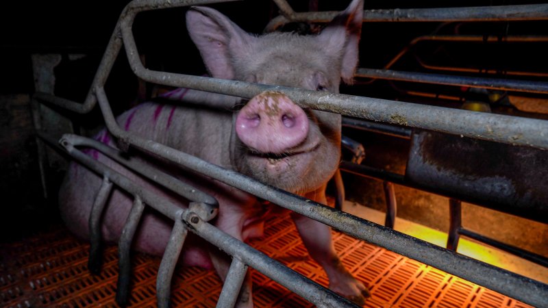 Sow in farrowing crate