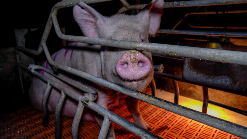 Sow in farrowing crate