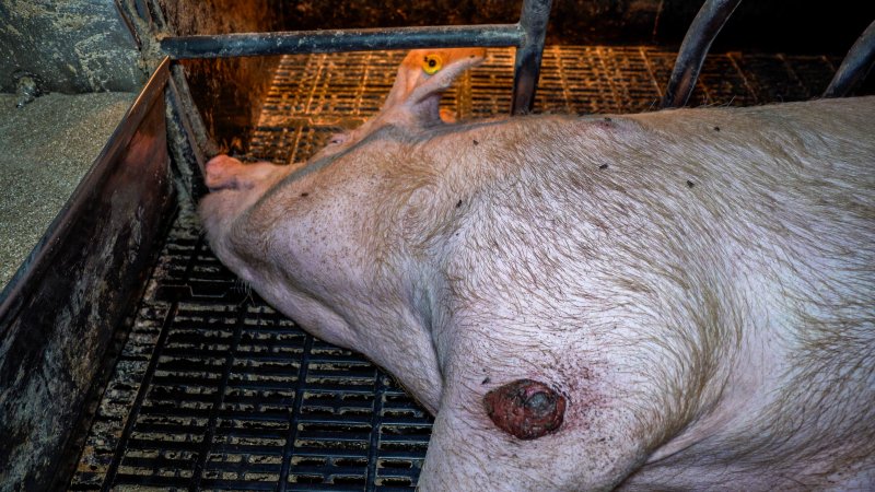An injured sow in a farrowing crate