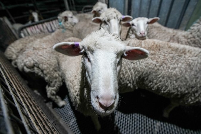 Sheep in stun pen at slaughterhouse