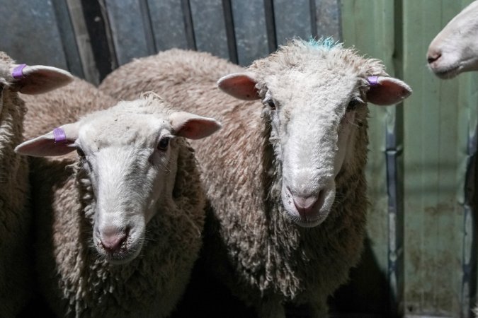 Sheep in stun pen at slaughterhouse