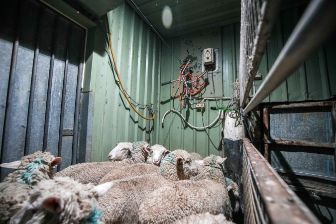 Sheep in stun pen at slaughterhouse