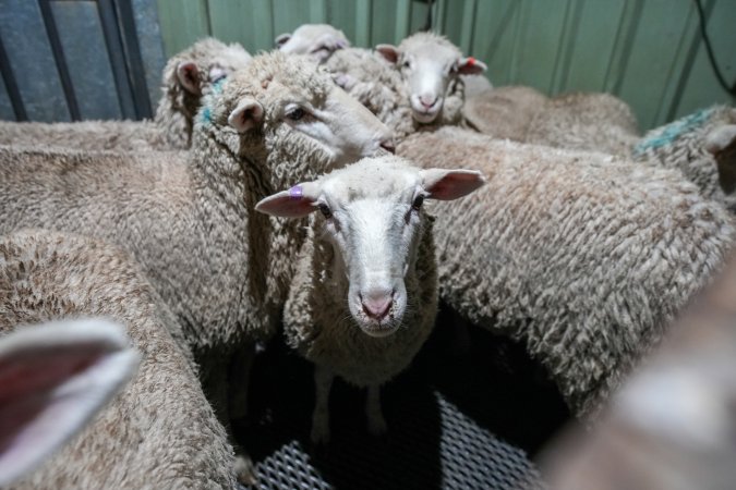 Sheep in stun pen at slaughterhouse