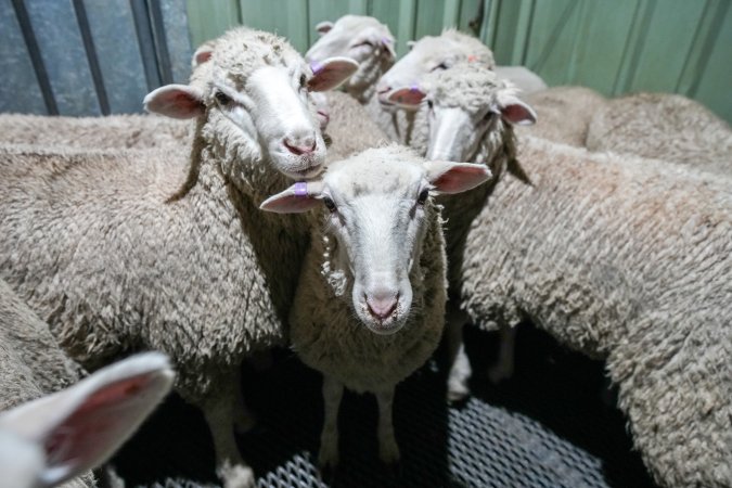 Sheep in stun pen at slaughterhouse