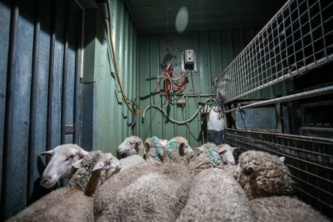 Sheep in stun pen at slaughterhouse
