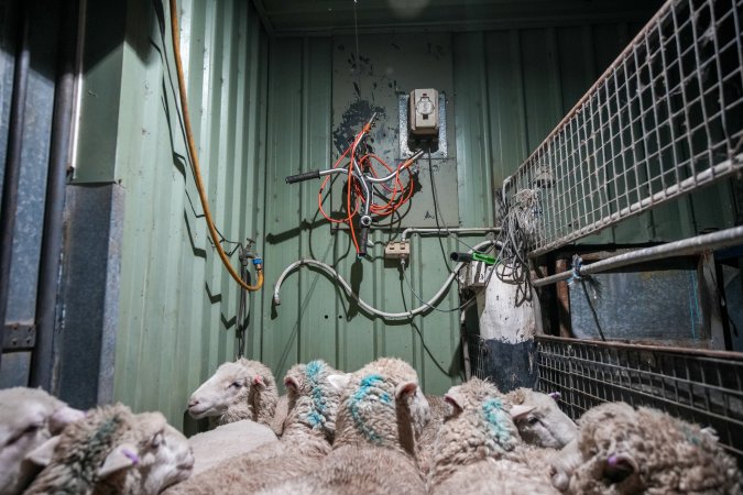 Sheep in stun pen at slaughterhouse