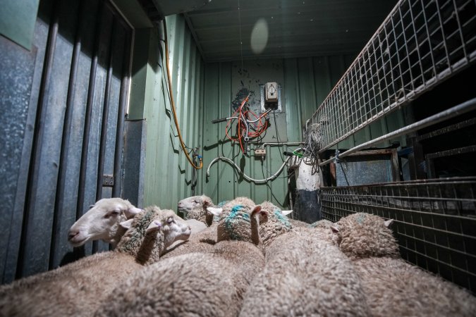 Sheep in stun pen at slaughterhouse