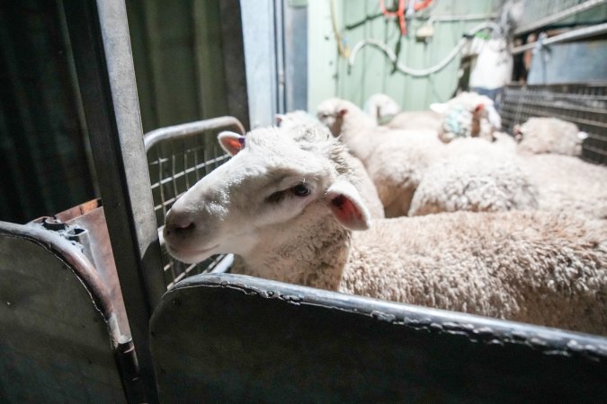 Sheep in stun pen at slaughterhouse