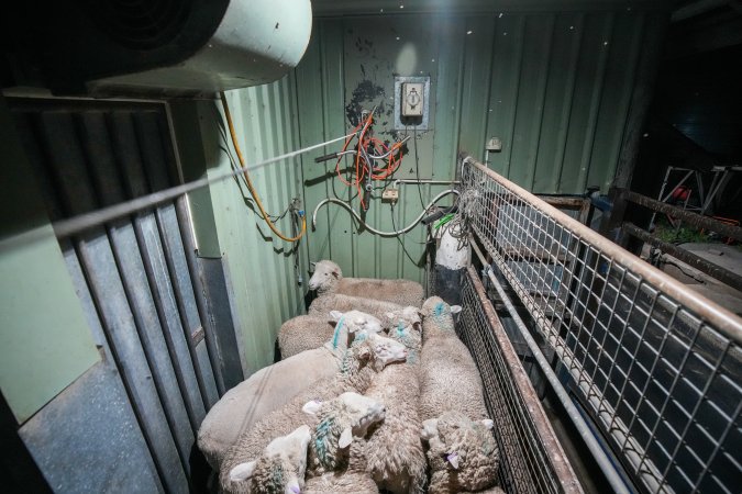 Sheep in stun pen at slaughterhouse