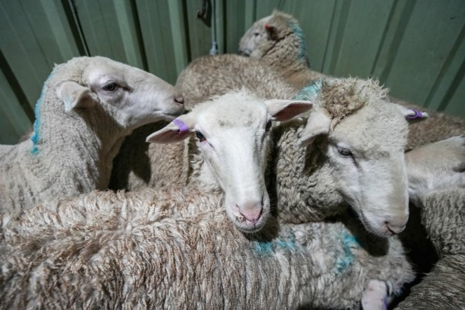 Sheep in stun pen at slaughterhouse