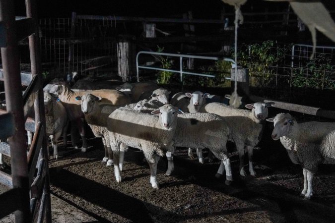 Sheep in outside holding pens at salughterhouse