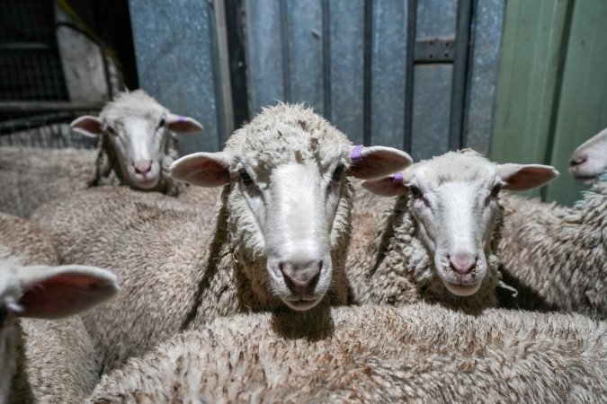 Sheep in stun pen at slaughterhouse