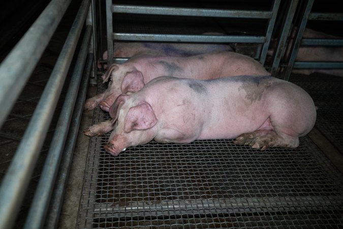 Two pigs huddled together in holding pen at Millmerran Meats