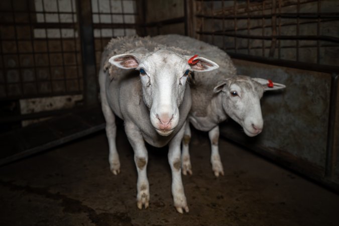 Sheep in holding pens