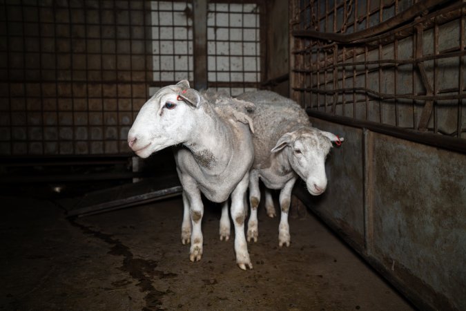 Sheep in holding pens