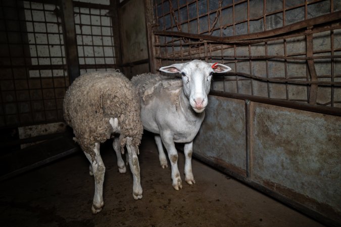 Sheep in holding pens