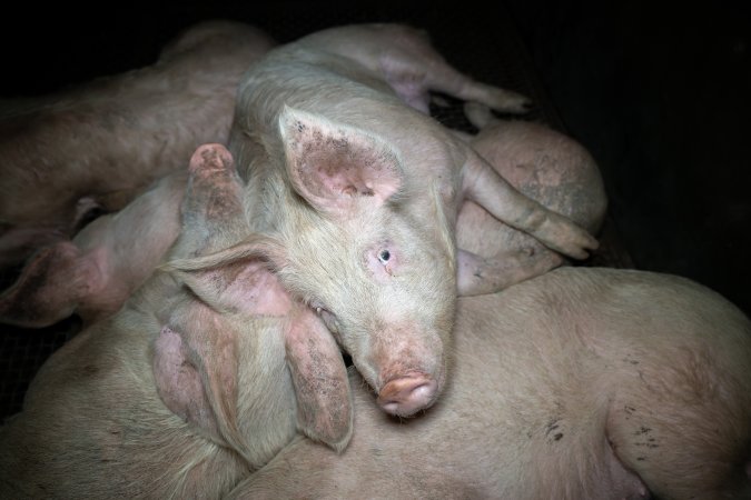 Pigs in holding pens