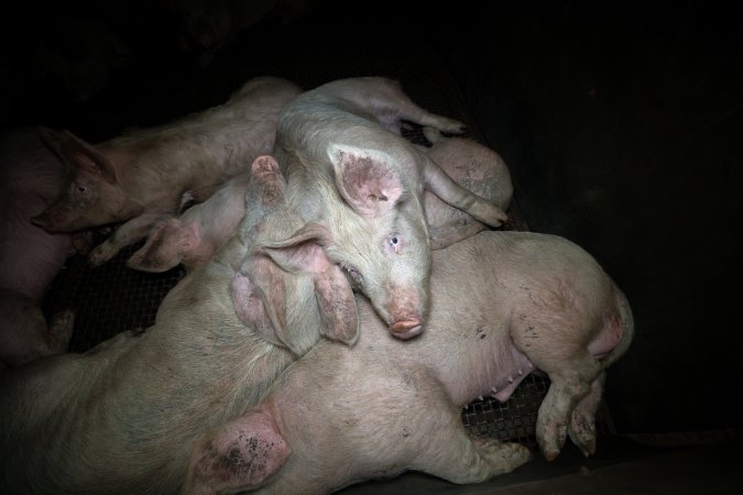 Pigs in holding pens