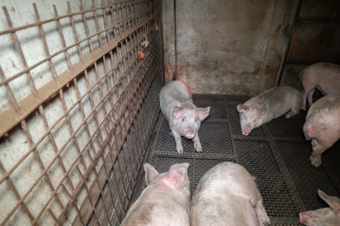 Pigs in holding pens