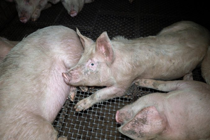 Pigs in holding pens