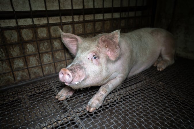 Pigs in holding pens