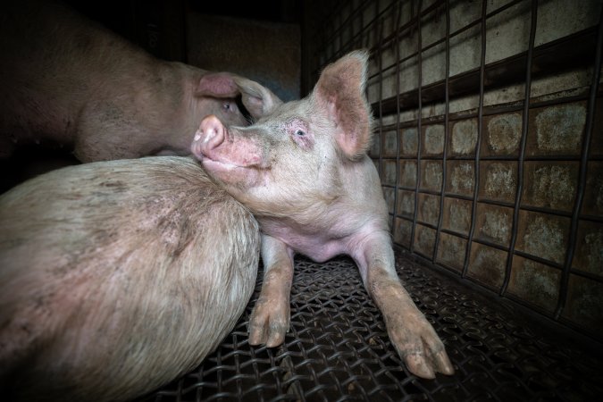 Pigs in holding pens
