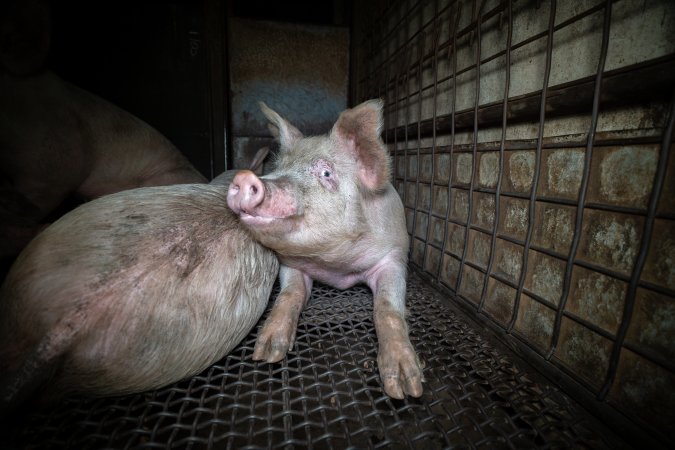 Pigs in holding pens