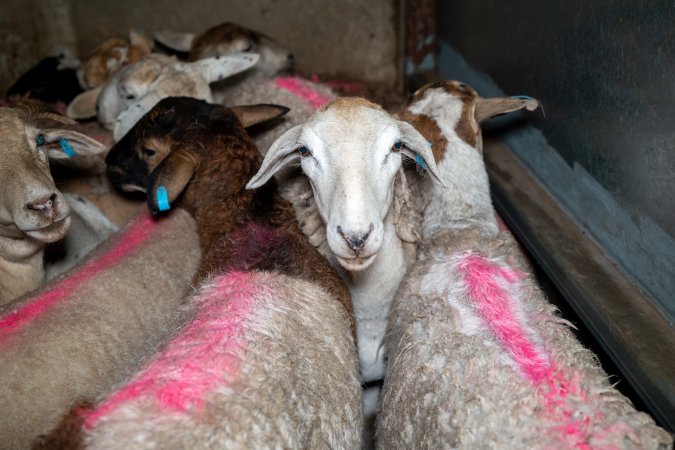 Sheep in holding pens