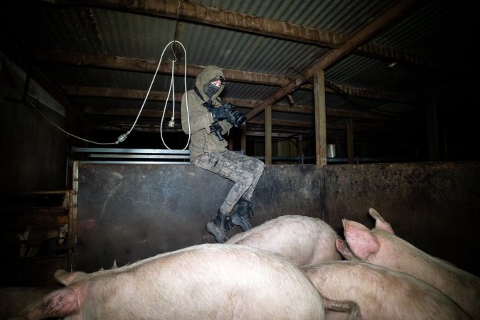 An investigator films pigs in holding pens