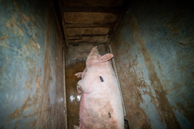 Sow in small holding pen