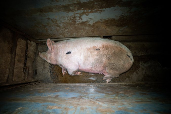 Sow in small holding pen