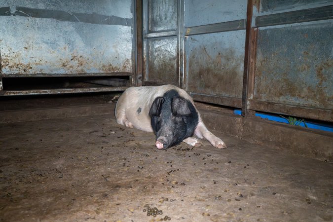 Sow in holding pen