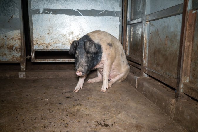 Sow in holding pen