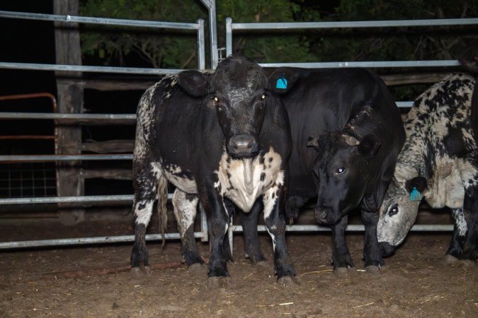 Cows in holding pens