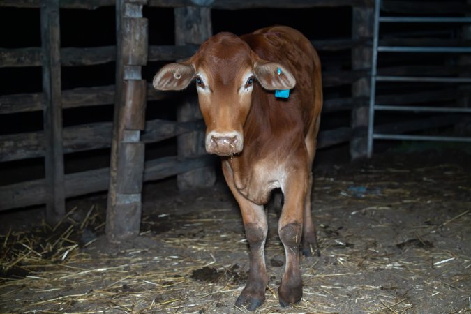 Cow in holding pen